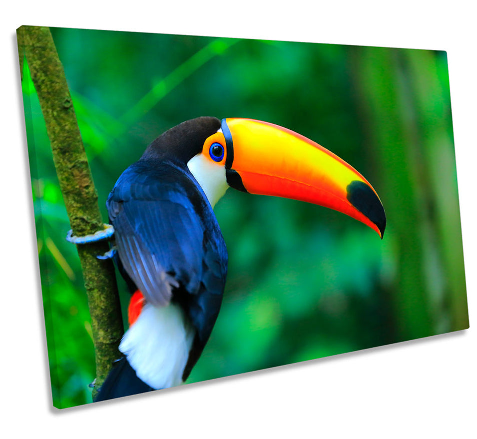Toco Toucan Bird Rainforest