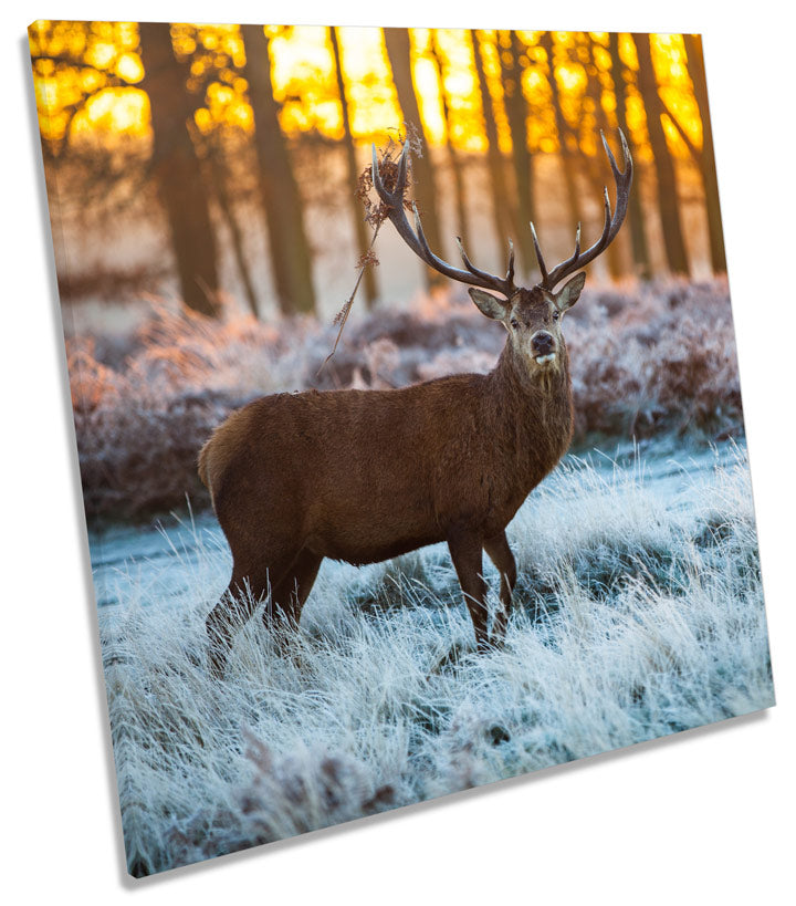 Wild Stag Deer Forest