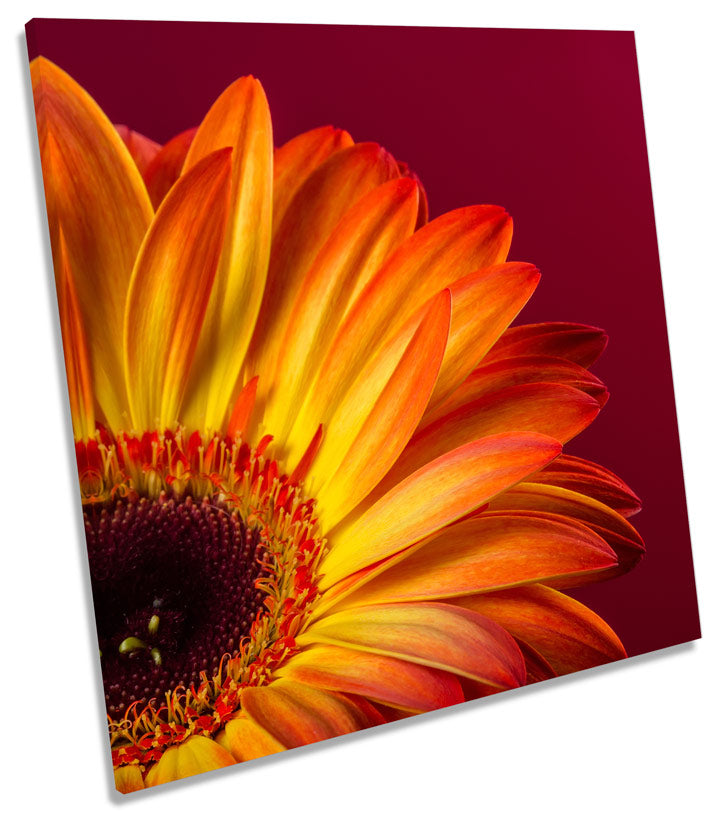 Gerbera Daisy Flower Floral