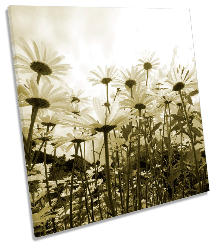 Daisy Sky Floral Flowers