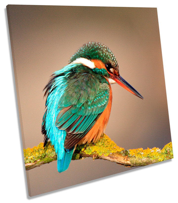 Kingfisher Bird Wildlife