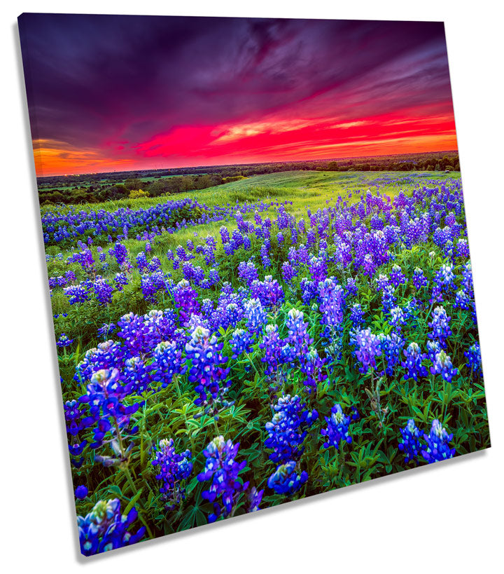 Sunset Landscape Bluebonnet Flowers