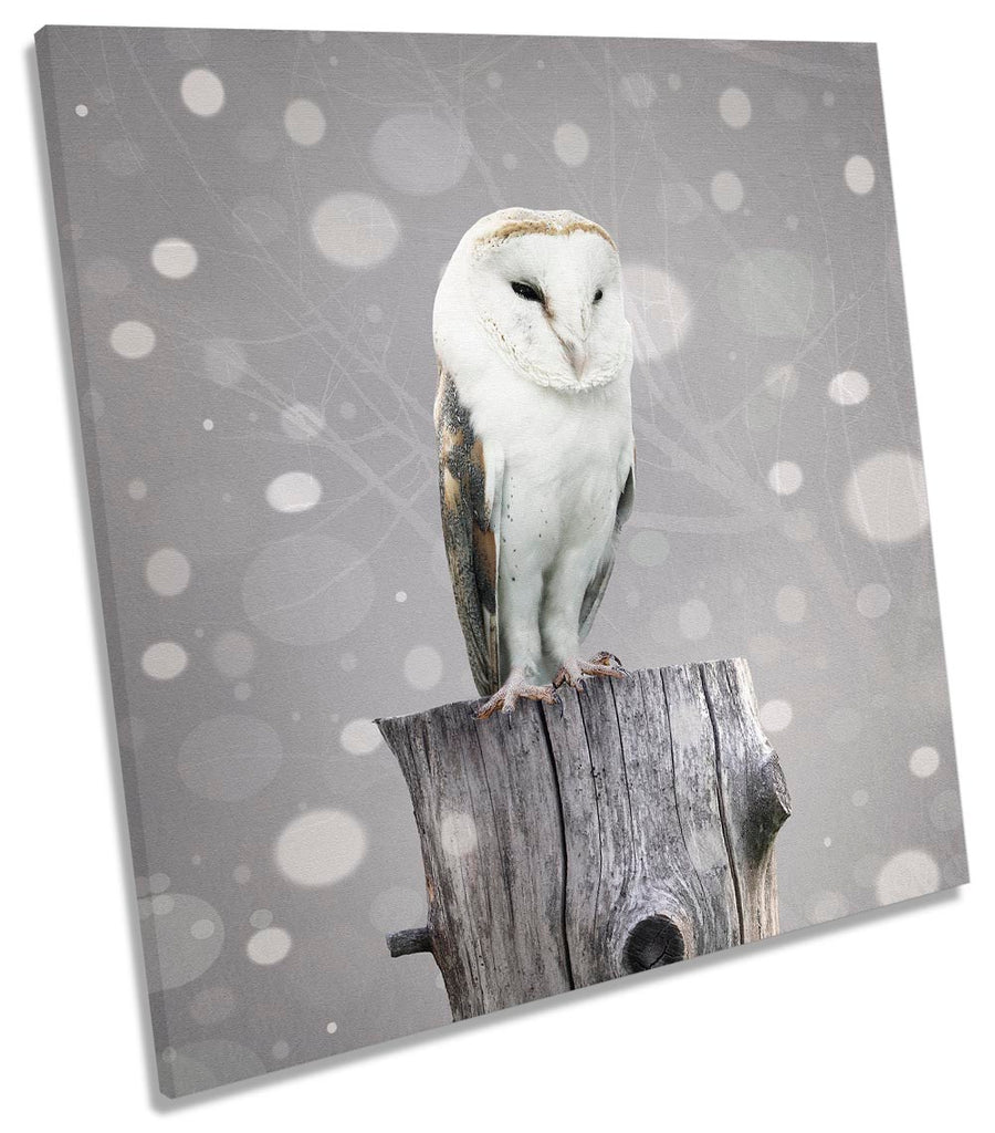 Barn Owl Grey