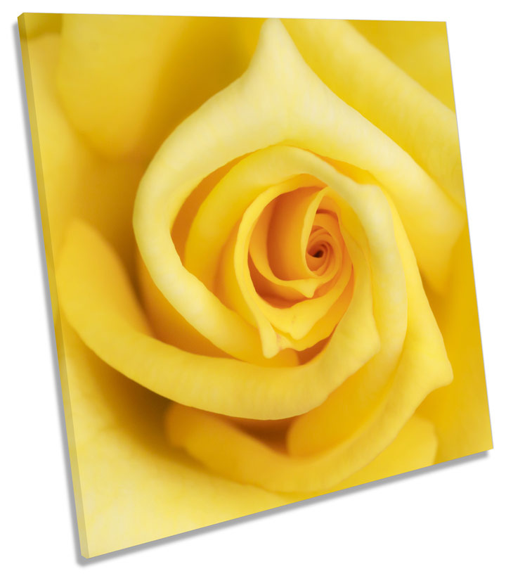 Yellow Rose Flower Floral