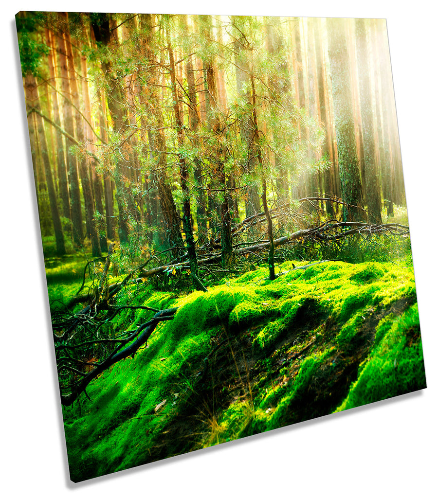 Green Forest Landscape Misty