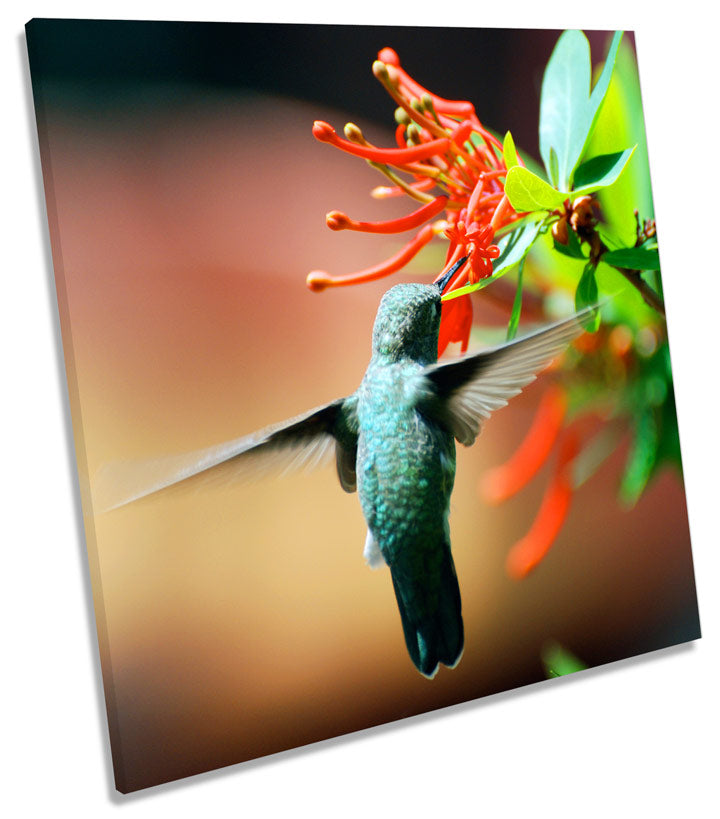 Humming Bird Flower