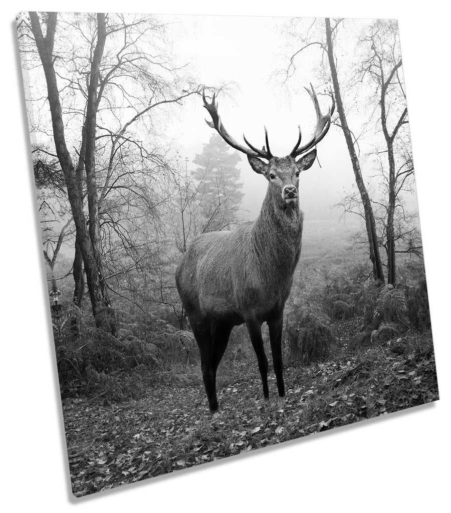 Stag Deer Highlands B&W