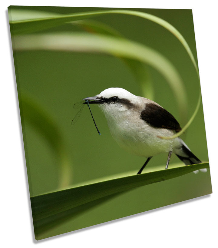 Masked Water Tyrant Bird