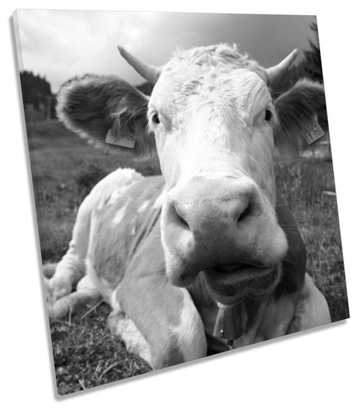 Mountain Cow B&W