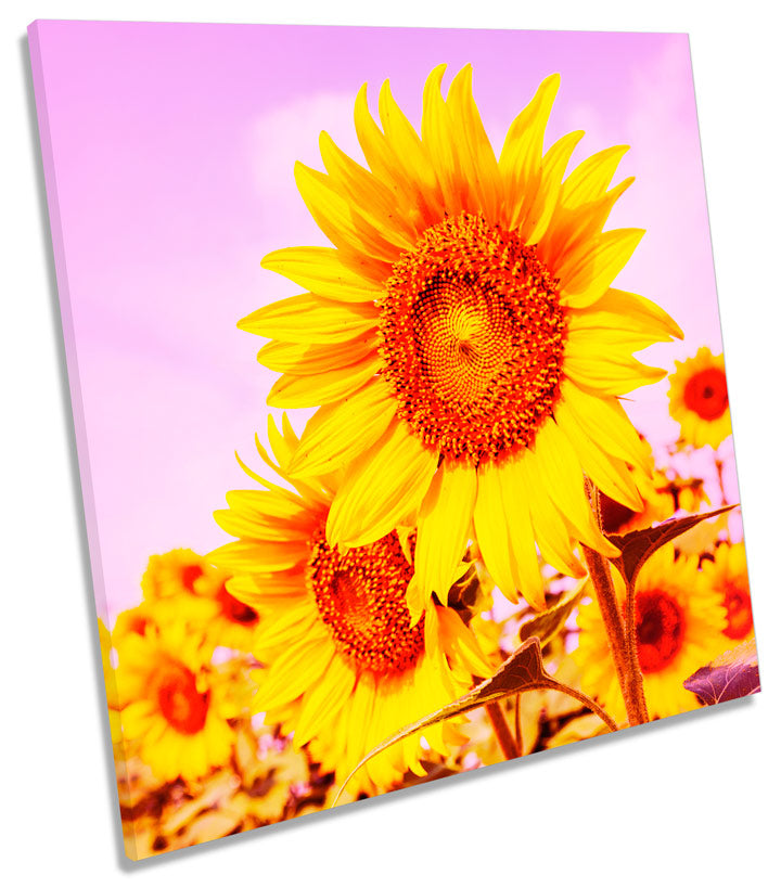 Sunflower Field Sunset Floral