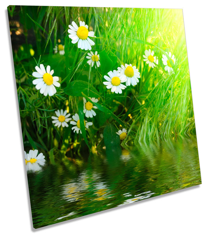 Daisy Flower Floral Sunshine