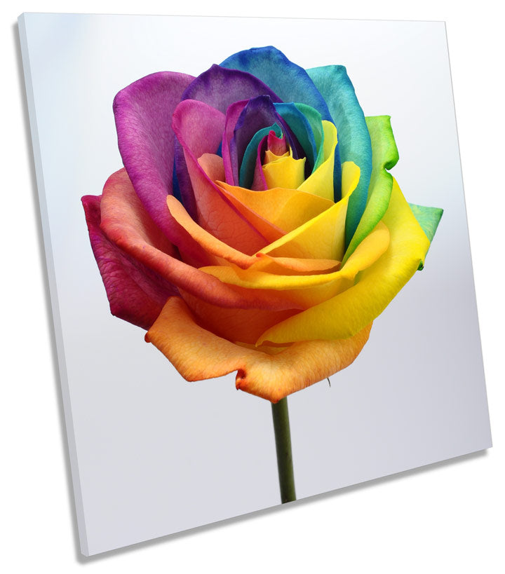 Rainbow Rose Flower Floral