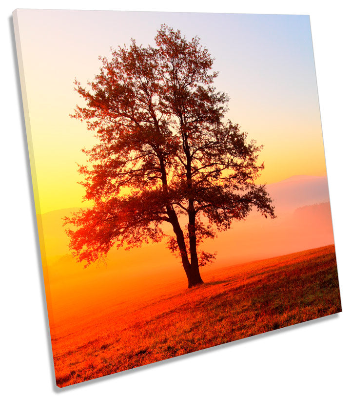 Summer Sunset Landscape Tree