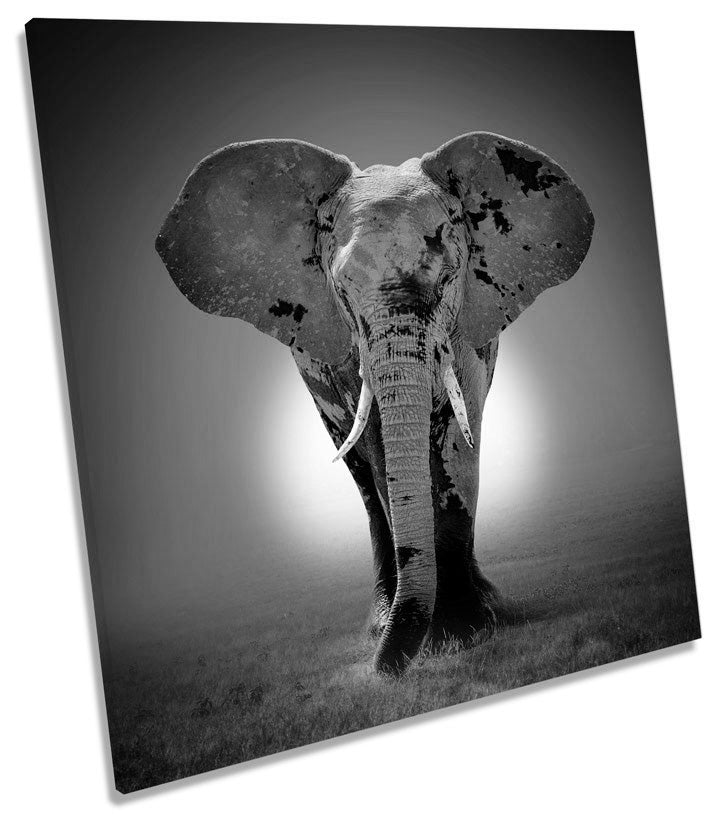 Elephant Sunset B&W