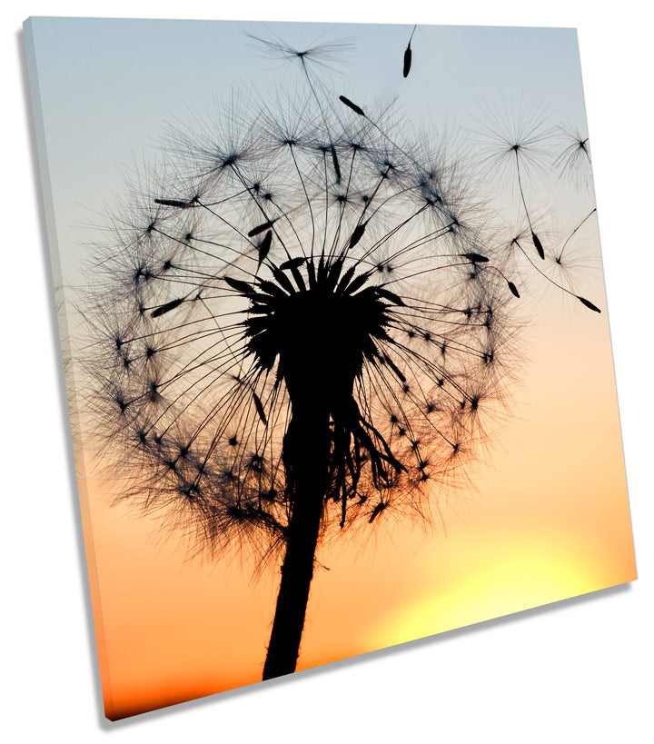 Dandelion Clock Sunset Floral