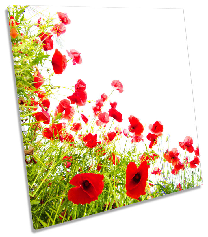 Poppies Flowers Floral Poppy