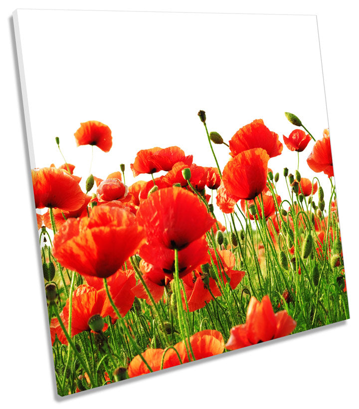 Red Poppies Flowers