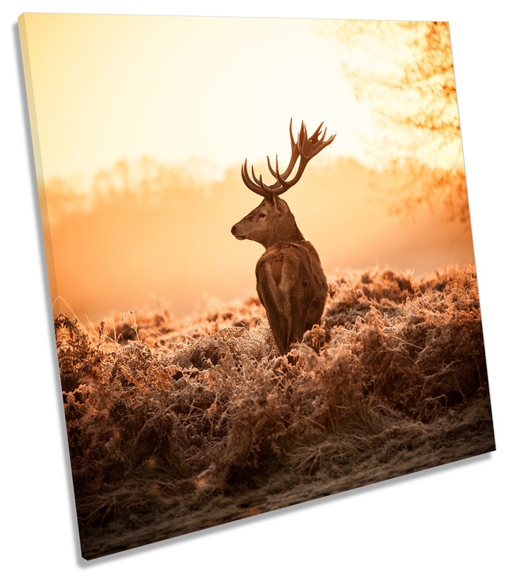 Stag Deer Golden Sunset Forest