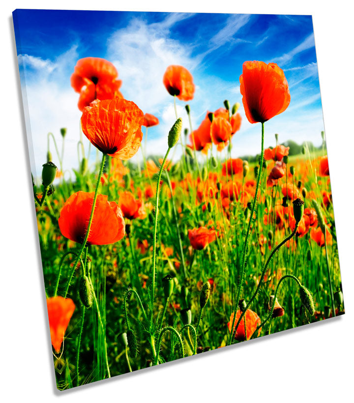 Poppy Floral Flowers Summer Field