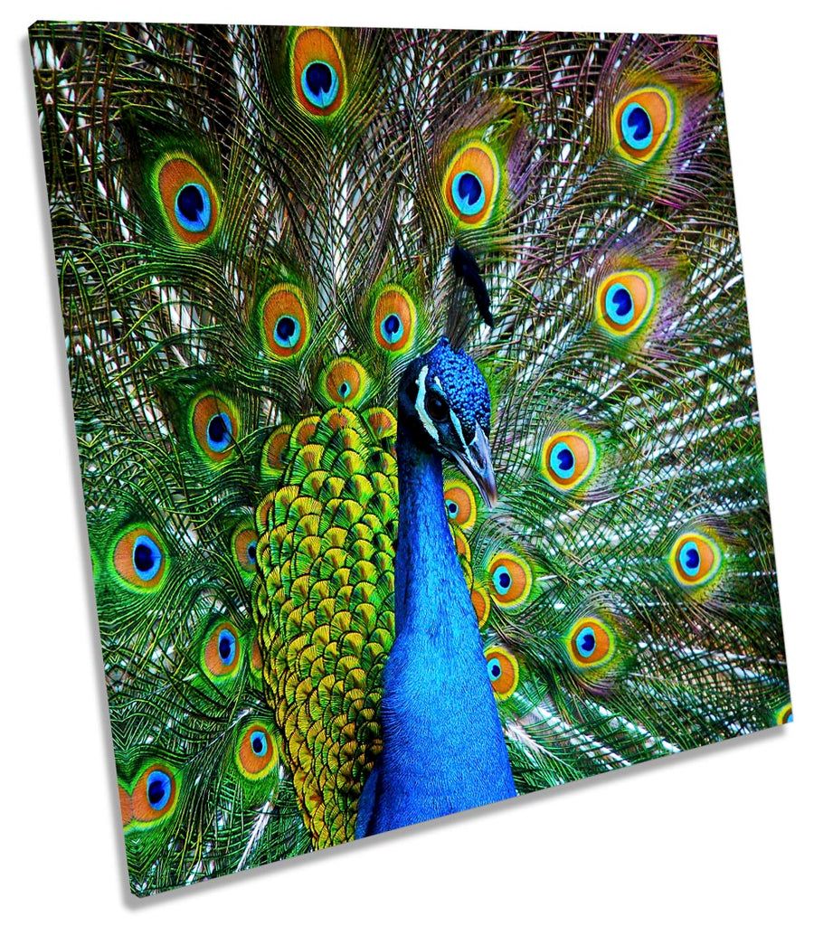 Peacock Bird Feathers