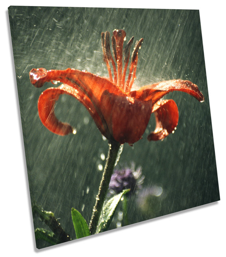 Tiger Lily Flower Rain