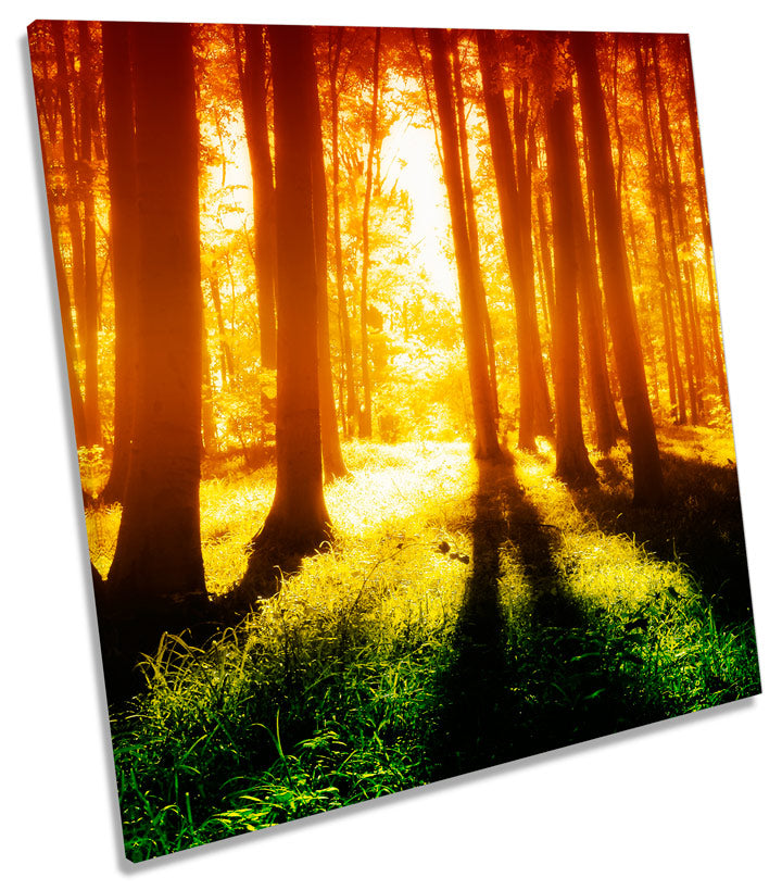 Sunset Forest Landscape