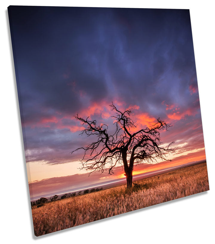 Sunset Landscape Tree