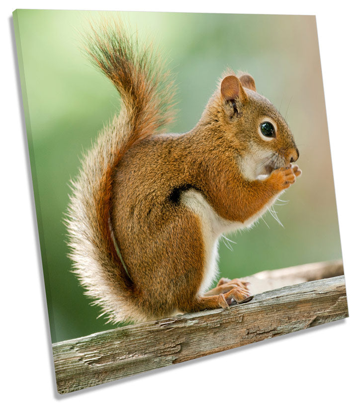 Red Squirrel Wildlife