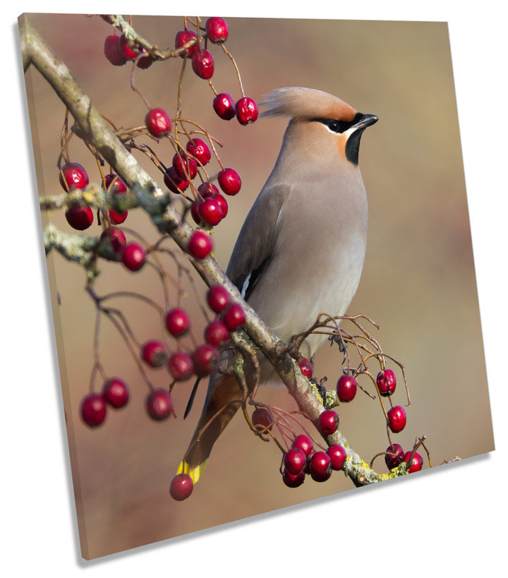 Waxwing Bird Wildlife