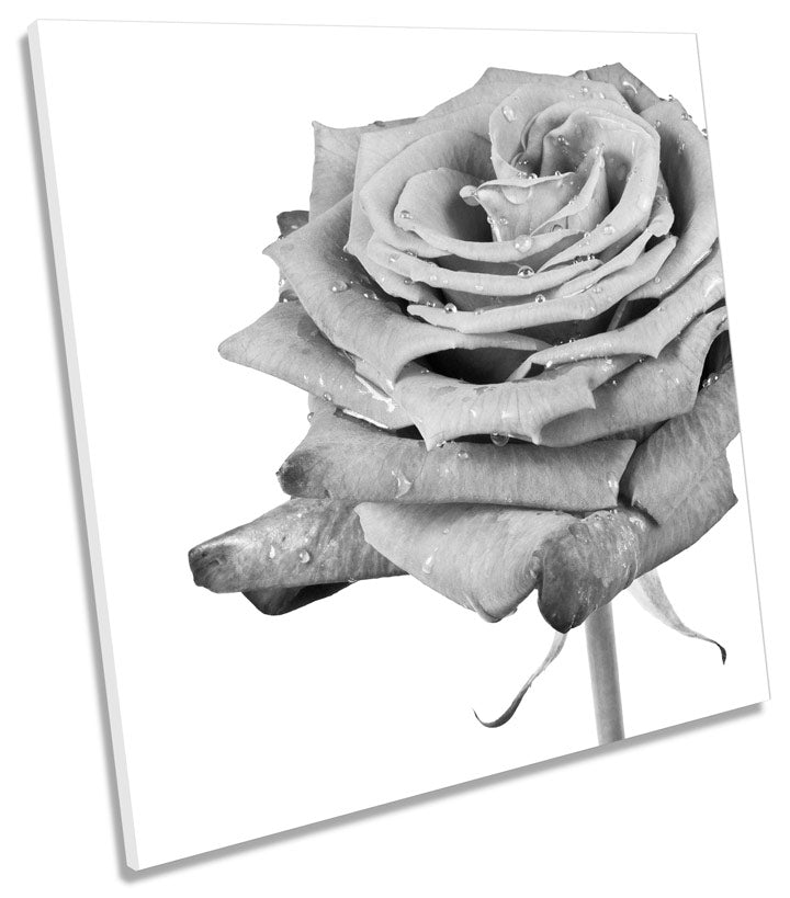 Rose Mono Floral Flower