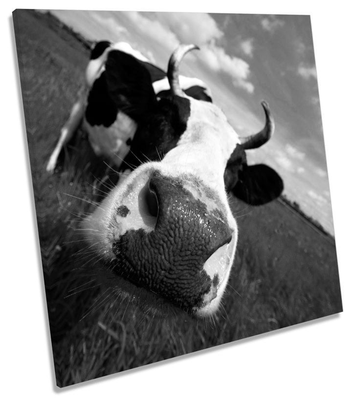 Funky Cow Face B&W