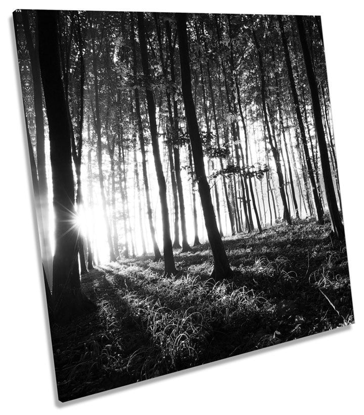 Forest Landscape Trees B&W