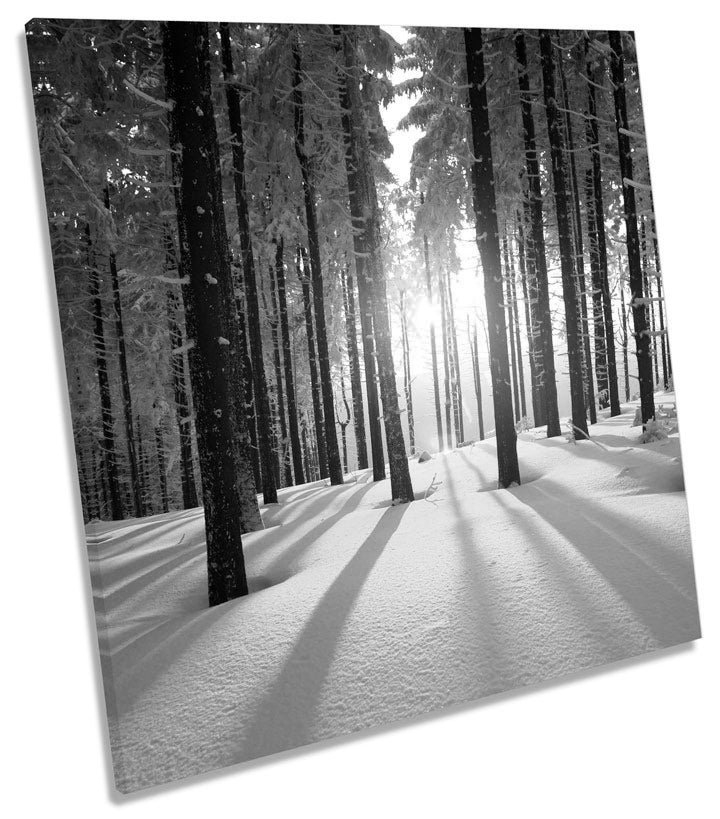 Sunset Snow Forest Landscape B&W