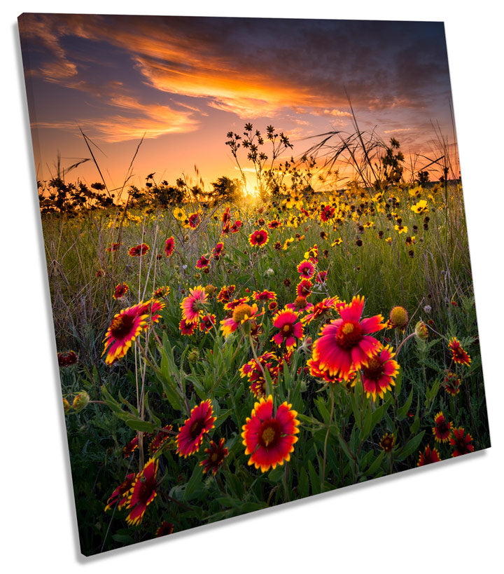 Sunset Wild Floral Flowers