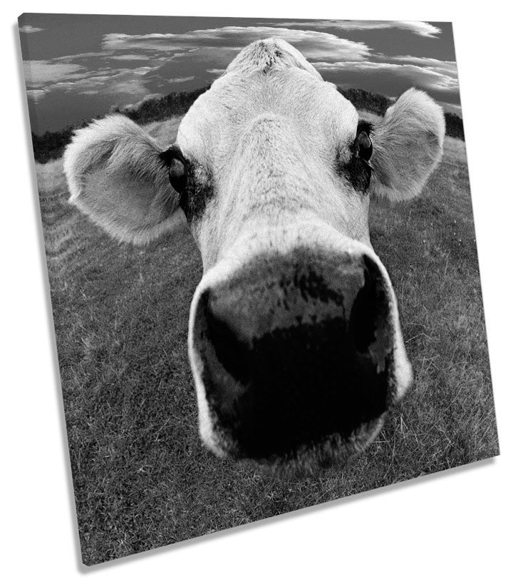 Cow Funky Face Farm B&W