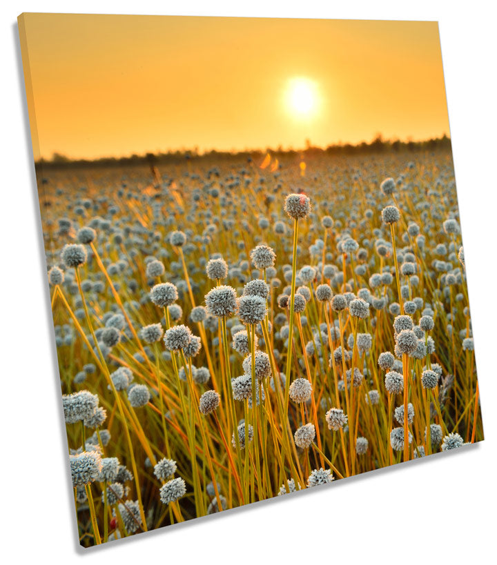 Field of Flowers Sunset Floral