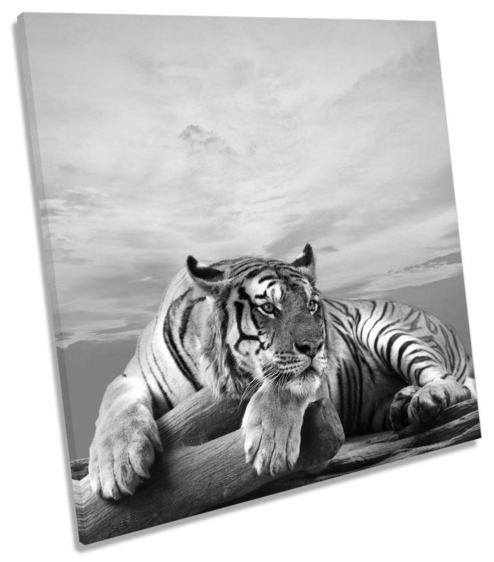 Tiger Sunset B&W