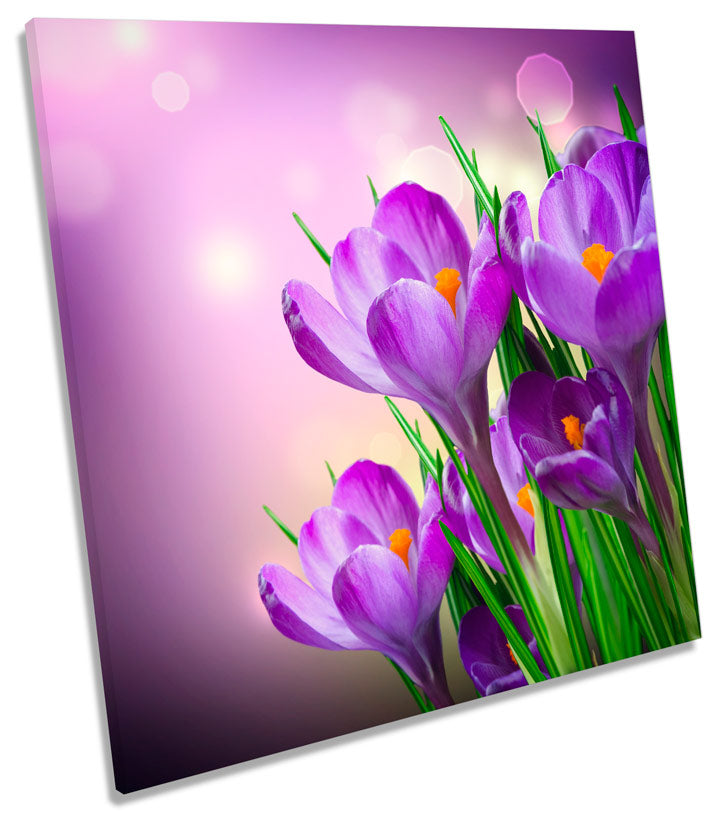 Crocus Spring Flowers Floral