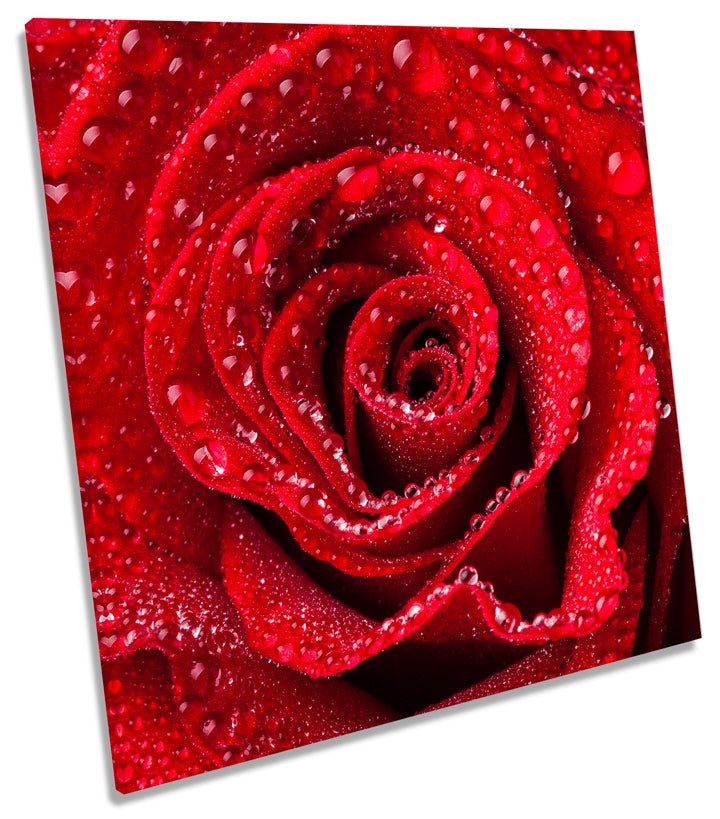 Red Rose Floral Flower