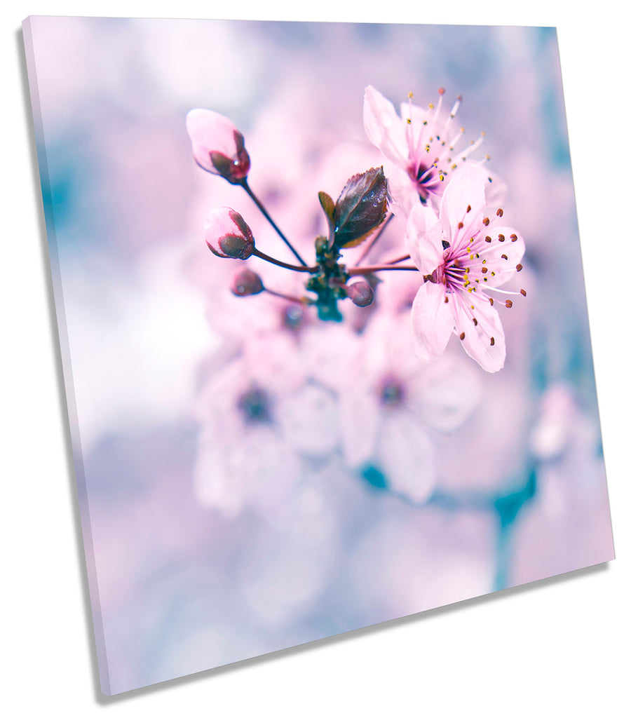 Flowers Pink Floral Petals