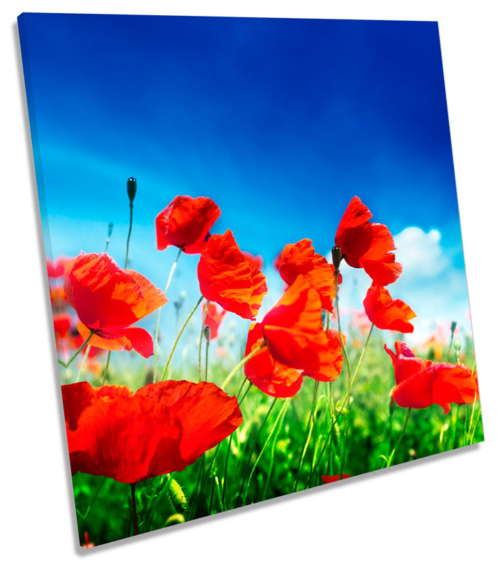 Poppy Field Summer Flowers Floral