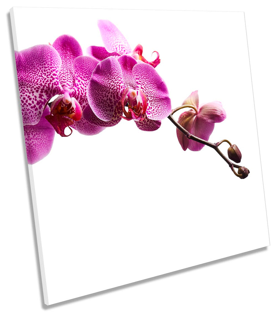 Pink Orchid Flowers Floral