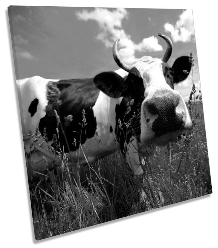 Cow Face Funky B&W