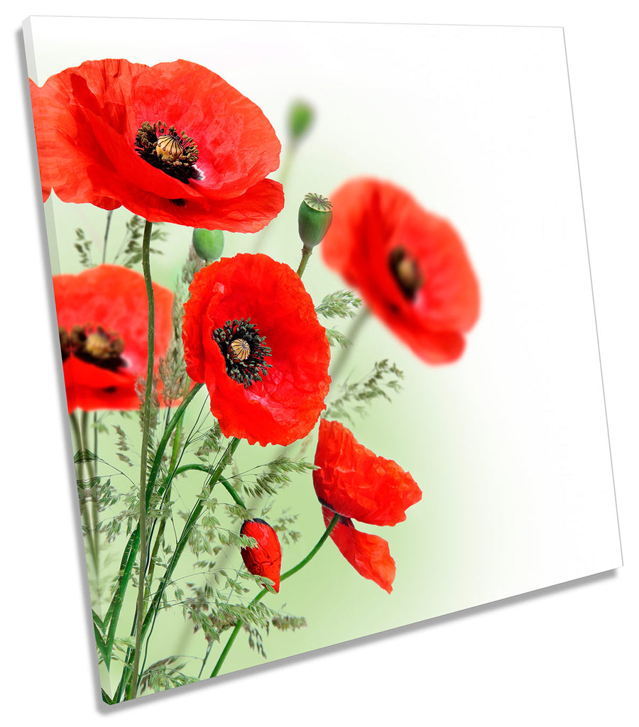 Red Poppies Flowers Floral