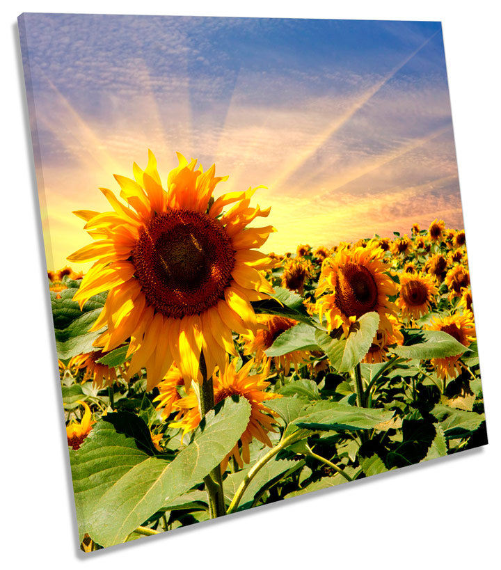 Sunflower Sunset Floral Flowers