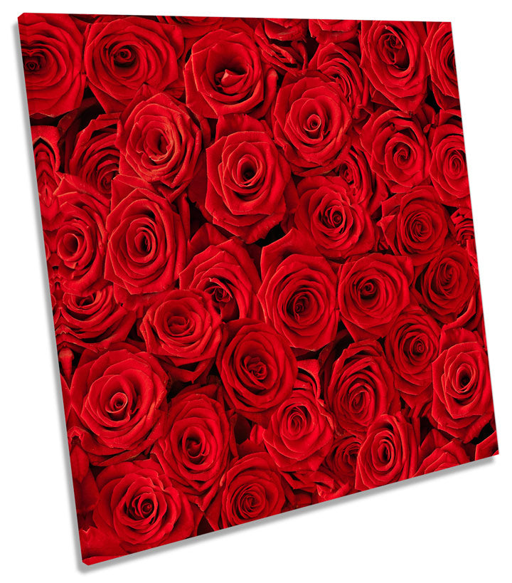 Red Rose Flowers Floral