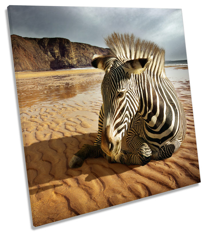 Zebra Beach Wildlife