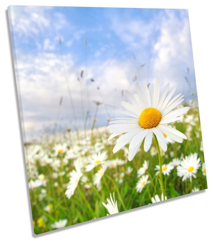 Daisy Summer Floral Field Flowers