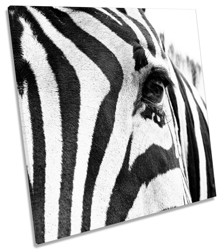 Zebra Stripes Animal