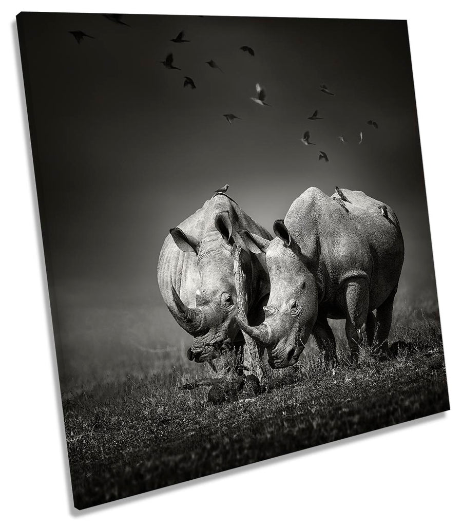 Rhinos Wildlife Black & White